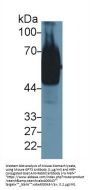 Golgi Protein 73 Antibody