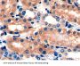 Golgi Protein 73 Antibody