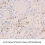 Interferon Alpha (IFNa) Antibody