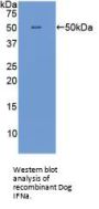 Interferon alpha Antibody