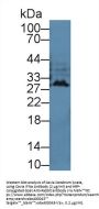 Interferon Alpha (IFNa) Antibody
