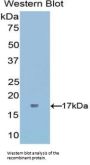 Interferon Gamma (IFNg) Antibody