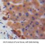 Interleukin 17C (IL17C) Antibody