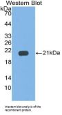 Interleukin 17C (IL17C) Antibody