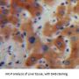 Interleukin 17C (IL17C) Antibody
