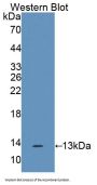 IL17F Antibody