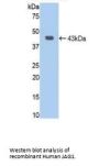 Jagged 1 Protein (JAG1) Antibody