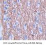 Jagged 1 Protein (JAG1) Antibody