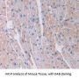 Laminin Gamma 1 (LAMC1) Antibody