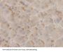 Peroxiredoxin 2 (PRDX2) Antibody