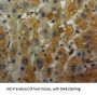 Peroxiredoxin 6 Antibody