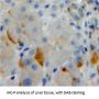 Protocadherin 1 (PCDH1) Antibody