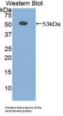 Secretogranin-2 (SCG2) Antibody