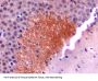 Secretogranin-2 (SCG2) Antibody