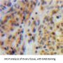Topoisomerase II (TOP2) Antibody