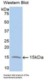 Trefoil Factor 2 (TFF2) Antibody