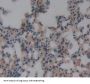 Docking Protein 3 (DOK3) Antibody