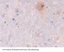 Galactosidase beta Antibody