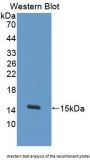 Integrin alpha M Antibody