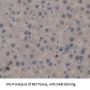 Integrin alpha M Antibody