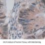 Protein Kinase N2 (PKN2) Antibody