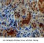 Acid Phosphatase 1 (ACP1) Antibody