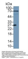 Apolipoprotein A1 (APOA1) Antibody