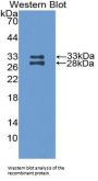 Apolipoprotein A1 (APOA1) Antibody