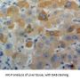 Apolipoprotein A1 (APOA1) Antibody