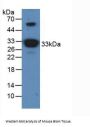 Apolipoprotein A1 (APOA1) Antibody