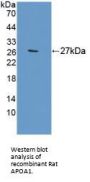Apolipoprotein A1 (APOA1) Antibody