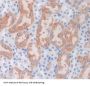 Apolipoprotein A1 (APOA1) Antibody