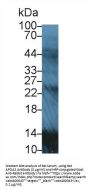 Apolipoprotein A2 (APOA2) Antibody