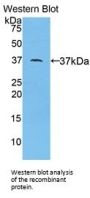 Apolipoprotein A2 (APOA2) Antibody