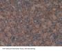 Apolipoprotein A2 (APOA2) Antibody