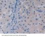 Apolipoprotein A5 (APOA5) Antibody