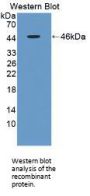 Apolipoprotein A5 (APOA5) Antibody