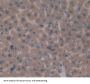 Apolipoprotein A5 (APOA5) Antibody