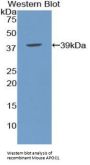 Apolipoprotein C-I (APOC1) Antibody
