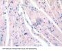 Cadherin, Neuronal (CDH2) Antibody