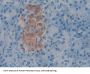 Coagulation Factor V (F5) Antibody