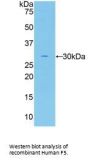 Coagulation Factor V Antibody