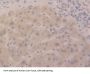 D-Aspartate Oxidase (DDO) Antibody
