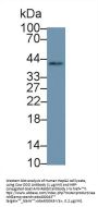 D-Aspartate Oxidase (DDO) Antibody