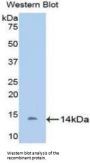 D-Aspartate Oxidase (DDO) Antibody