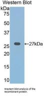 Frizzled Homolog 1 (FZD1) Antibody