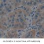 Glutamine synthetase Antibody