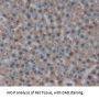 Bone Marrow Proteoglycan (PRG2) Antibody