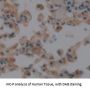 Mindbomb Homolog 1 (MIB1) Antibody