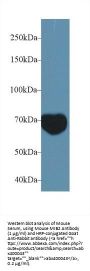 Mindbomb Homolog 2 (MIB2) Antibody